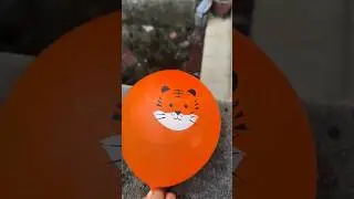Funny satisfy experiment animals water balloon roll down fail to explode #balloon #shorts #viral