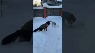 Гера : всепоглощающая любовь #dogs #немецкаяовчарка #germanshepherd #beagle #beagleboy #beaglecrew