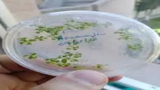 TISSUE CULTURE TECHNIQUE FOR PLANT BREEDING