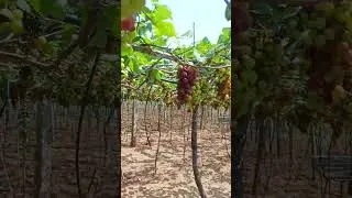 വായിൽ വെള്ളമൂറും മുന്തിരിത്തോപ്പ് കമ്പത്ത് മുന്തിരിത്തോപ്പിൽ