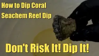 How to Dip Coral - Don't Risk It! Dip It! | Safeguard Your Corals
