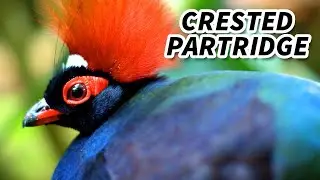 Crested Partridge Facts: a SHRILL Voiced Bird | Animal Fact Files