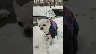 Понедельник🤣#arnold#chihuahua#challenge#comedy#funny#шорты#шортс#юмор#shorts#shortvideo