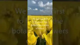 Bloomeffects is the first to harness the botanical power of tulips!! #shorts