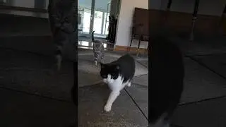 Cats In Slow Motion | 4K 120fps (Sony a6700)