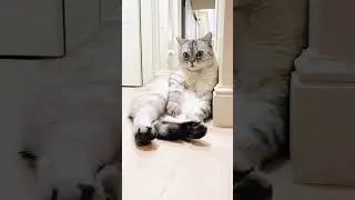 Dogs vs. Cats: How They React to Punishment