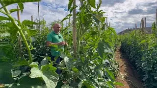 Voc&ecirc; Vai Plantar Tomate Assim Depois Deste V&iacute;deo! 😍🌱