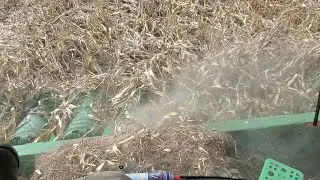 Down Corn Sucks - #266