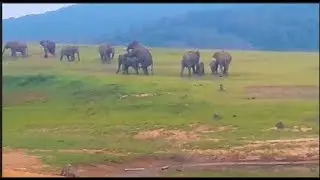 Mating wild  elephant at parambikulam Explorekerala Martin Travel Tips