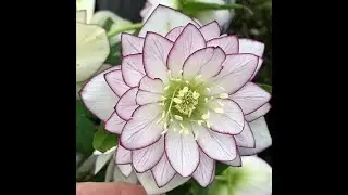 Winter bloomers 2024