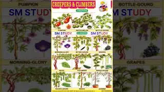 Climbers, Creepers Names