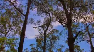 CHI - Ambient Nature