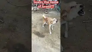 Do you know the name of this dogs breed? #challenge #doglover #topdog #mreastshort #usa #mo #ajk