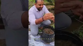വിത്ത് മുതൽ വിളവ് വരെ ബക്കറ്റ് കൃഷി