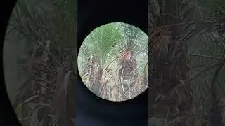 los tarrales fight lesser gold finch vrs golden fronted woodpecker birds of Guatemala