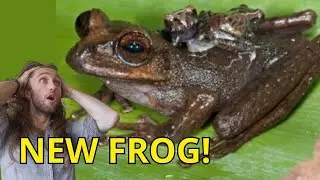 WOW! Critically Endangered Frog Carries Babies on its BACK