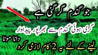 Stratege To Recover Wheat After Lodging|| Baloch Agriculture