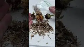 Seed harvesting. Planning next years garden. #prepping #gardening