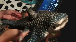 Make Whale Shark Clay Craft (with ur friends)