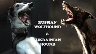 Russian Wolfhound (Borzoi) Vs Ukrainian Greyhound (Chortai)