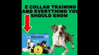 🐶Tips & Tricks Pros & Cons of E Collar for Pet Training Safety For YOU & Your DOG #dogtraining 🐶