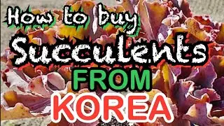 Guide to buying Huge Korean succulents, massive, colorful, variegated cheap how to import shipping