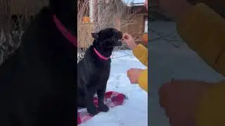 Panther Luna wants to get a gift from Santa Claus!🎅🏼🎁😸🎄