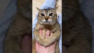 The Most Polite Cat Ever 😹