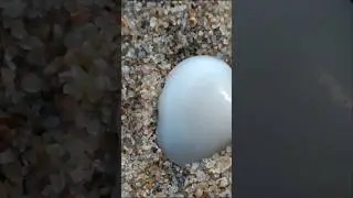 heart❤ shaped pearl#
