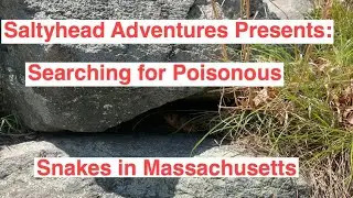 Poisonous snakes in Massachusetts with Saltyhead