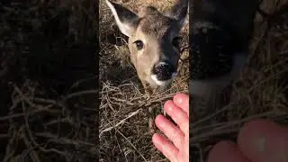 Amazing wild deer encounter
