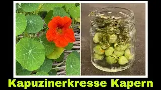 Kapuzinerkresse Kapern Rezept aus Kresse Samenkapseln | falsche Kapern selber machen 