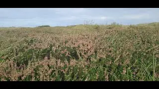 Afternoon walk to Melby Overdrev, Denmark