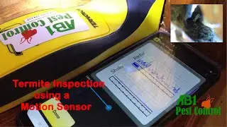 Finding Termites In Your House