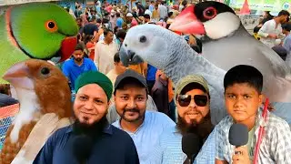 Lalukhet Birds Market Latest New Update 17-08-2025