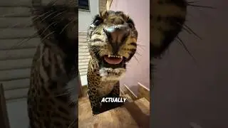 A leopard with an unstable temperament. #cute #animals #leopard #shortvideo