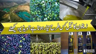 Making Process of Extra Virgin Olive Oil | Discover Pakistan TV