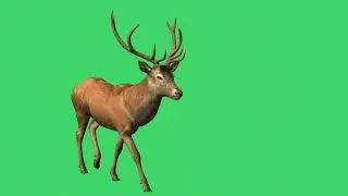 Deer Walk Green Screen Video 🙂#Hiran