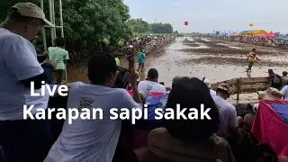 live karapan sapi sakak  probolinggo