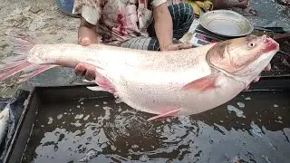 Silver Carp Fish Cutting Style at Village Market | সিল্ভার কার্প মাছ |