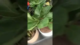 New Plants‼️ Black Raven #shorts #trending #gardening #excited