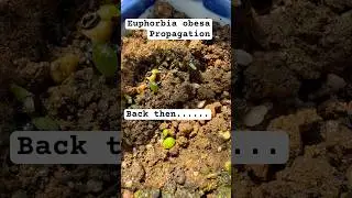 Euphorbia obesa propagation