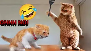 Funniest Animals 😄New Funny Cats and Dogs Videos 😹🐕