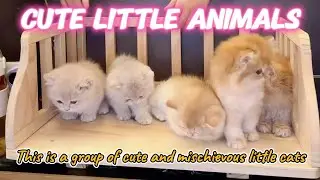 cute little animals | That group of cute little cats, how adorable they are