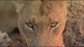 Lions instinctual fear of Crocodiles Part 2