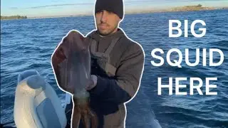 BOTANY BAY SQUID SESSION