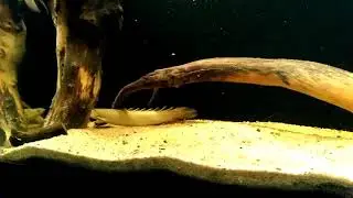 Polypterus senegalus platinum e senegalus comum