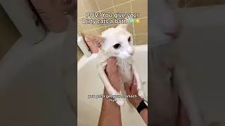 The cats definitely needed a bath🐱🧼#pov #cats #catbath