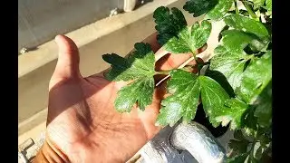 Hydroponic root system, healthy and huge roots in NFT (Nutrient Film Technique) System