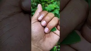 very fast green jewel #insects #cuteanimals #beautifulinsects #acapella
